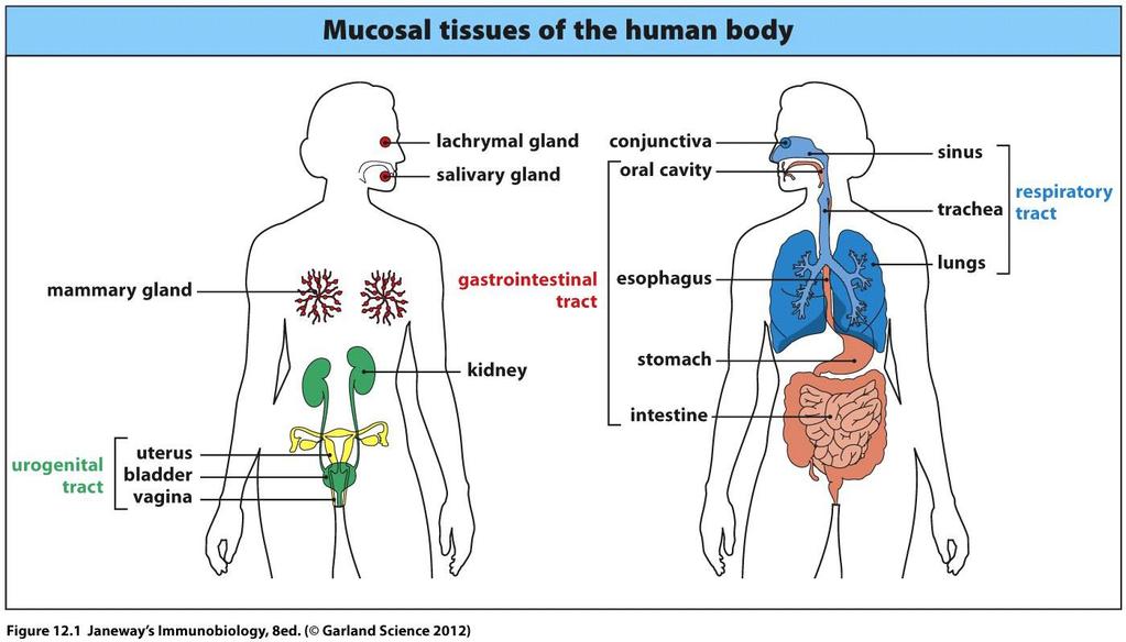 LECTURE 12: MUCOSAL IMMUNITY GUT STRUCTURE -