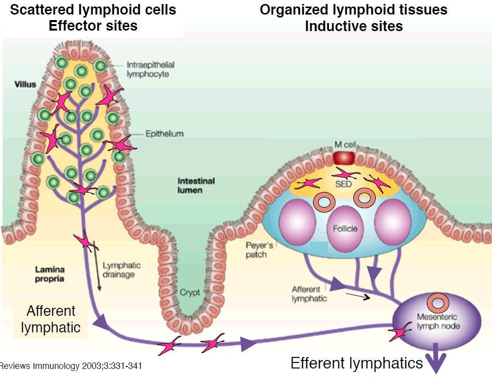 - Lymphocytes, macrophages and dendritic cells o Important for all surfaces (several other types will exist depending on the site) ADAPTIVE IMMUNITY OF THE GUT Systemic lymphoid - Only lymph nodes