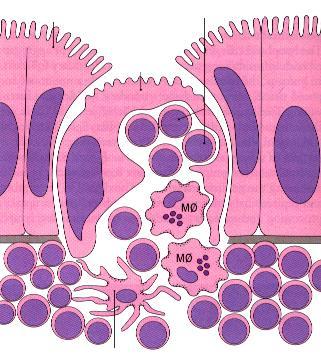 MICROFOLD (M) CELLS M cells are responsible for sampling antigens within the luminal gut and deliver them to the dome - Differentiate from enterocytes - Lack microvilli - Do not secrete mucous and