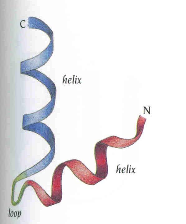 Helix-Turn-Helix (HTH) Simplest α-helix motif: 2 α helices joined by a loop Also called Helix-Loop-Helix, HLH Common structural motif for DNA binding