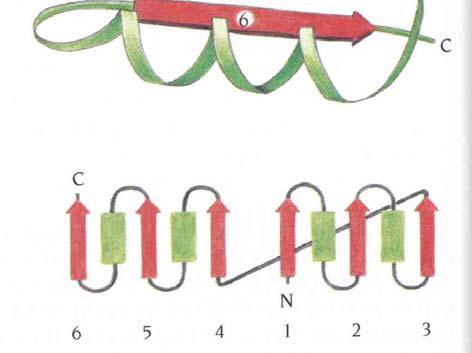 with 2 linking α helices Often