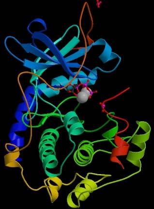 3D Structure of a Protein Kinase Domain phosphate