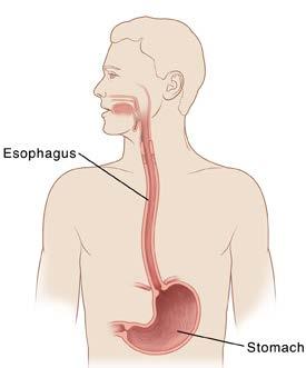 The Esophagus The esophagus is a tube that carries food and liquids from your throat to your stomach.