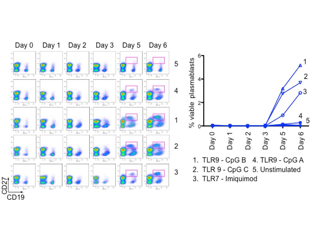 Supplemental Figure 4. Expansion of plasmablasts is maximal after six days of stimulation with TLR7 and TLR9 agonists.