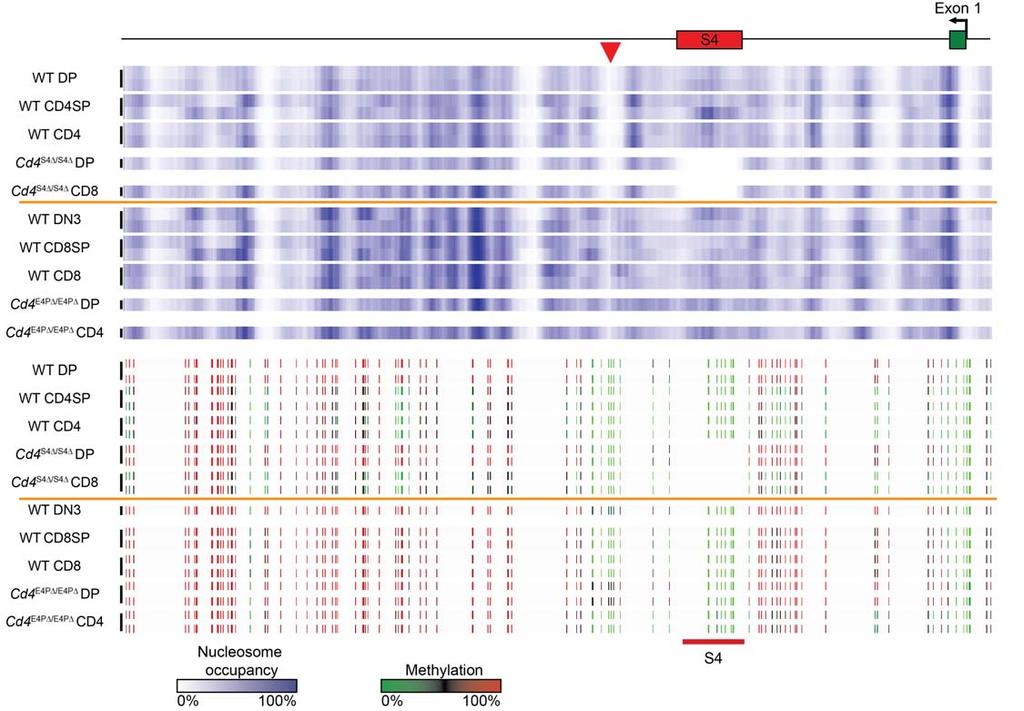 Supplementary Figure 5 Nucleosome positioning correlates with CD4 expression rather than with DNA methylation.
