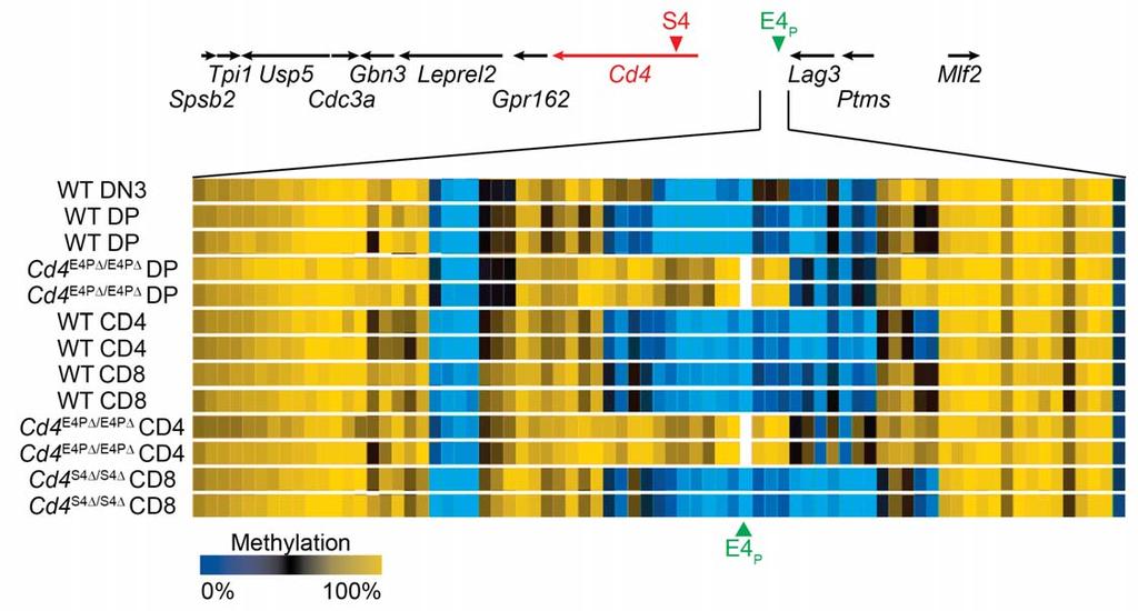 Supplementary Figure 6 E4 P controls proximal demethylation events early in T cell development. CATCH-seq was performed on sorted populations of WT DN3 (Thy1.