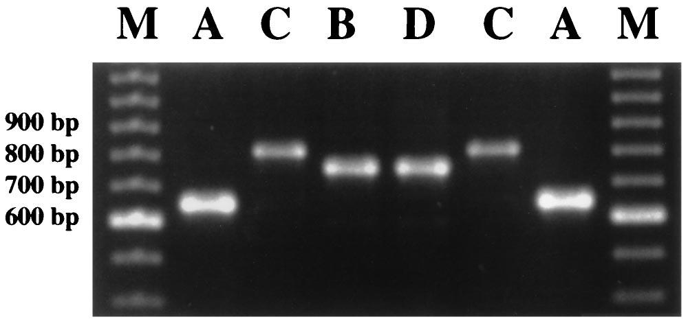 VOL. 36, 1998 REPEATED SEQUENCES OF THE caga GENE 2259 FIG. 1. Analysis of the 3 region of the caga gene by PCR. PCR products from a representative group of strains are shown.