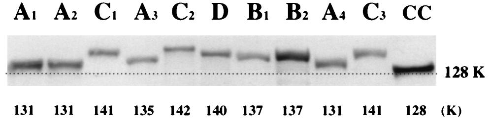 2262 YAMAOKA ET AL. J. CLIN. MICROBIOL. TABLE 3. Relationship between the structure of the caga gene 3 region and H. pylori-related diseases FIG. 4. Western blot analysis of CagA proteins.