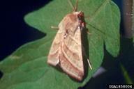 Tobacco budworm moth Photo