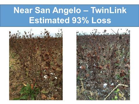 This can be what happens when weekly scouting is not performed. This was a field near San Angelo, Texas in 2016. Slide courtesy of Dr.