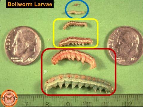 Slide courtesy of Dr. Miles Karner A control spray is warranted in Bt cotton when the bollworm population exceeds the economic threshold of 6% square damage plus live worms present.