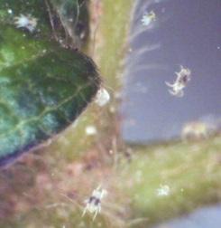 Spider mites damage cotton by feeding on the plant juices and the foliage will turn a reddish or yellowish color under a heavy infestation.