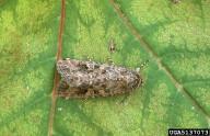 . The drought will affect the bollworm moth distribution where they will seek out lush fields over