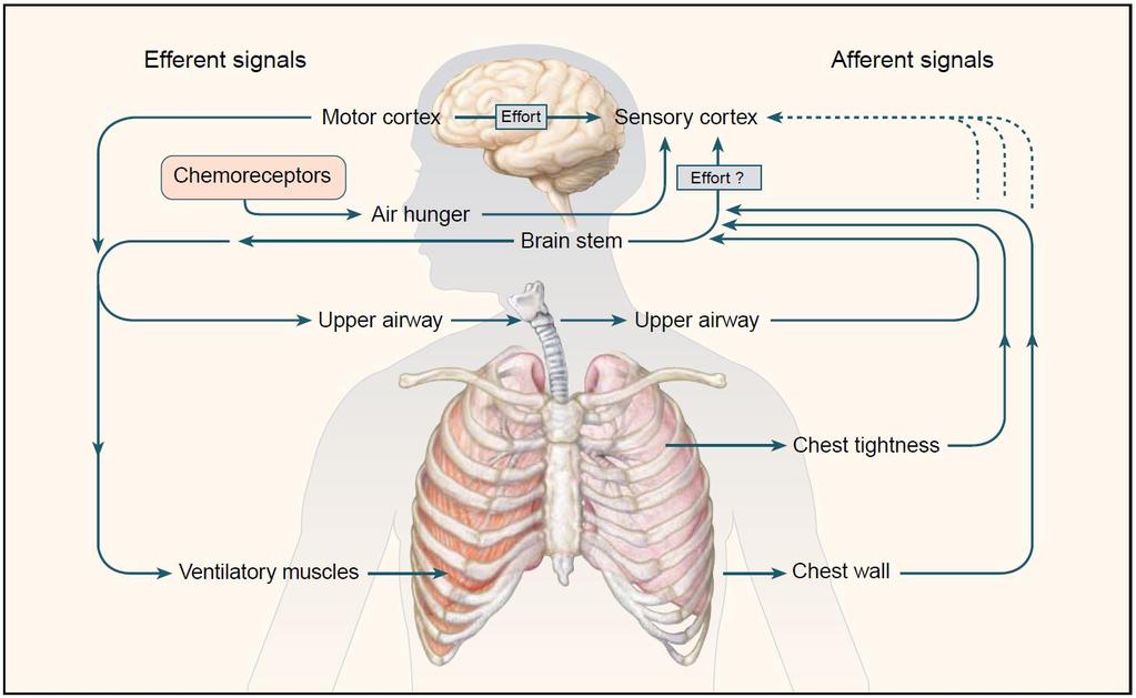 Mechanisms Of Dyspnea: Respiratory Chemoreceptors Peripheral: carotid bodies, aortic arch Sense changes in PO2, acidosis, hypercapnea Central: