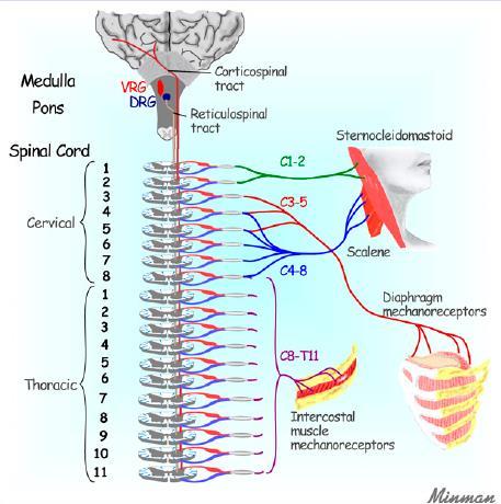 Mechanisms Of Dyspnea: Stimulation Mechanoreceptors Upper airway Of Mechanoreceptors Pulmonary receptors Limitations of movement exacerbate dyspnea The