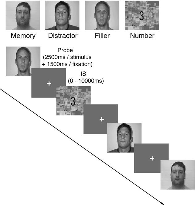 84 BRAIN RESEARCH 1429 (2012) 82 97 memory (WM) task with face distractors, using an eventrelated fmri. Three face memoranda were given at the encoding period as high cognitive load.