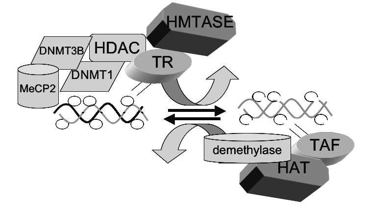 DNA METHYLATION AND DEMETHYLATION IN CANCER 537 Fig. 3. The DNA methylation pattern is a steady-state balance of DNA methylation and demethylation, a model.