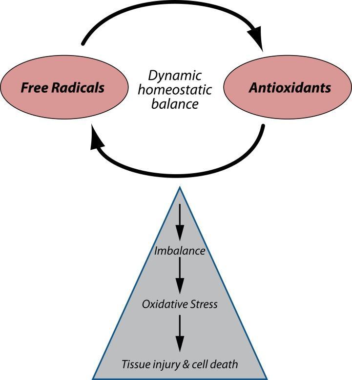 Consequences of increased oxidative