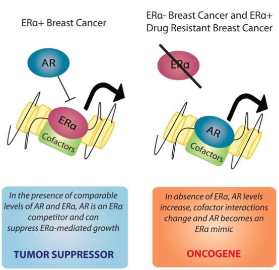 Complexity of AR roles in breast