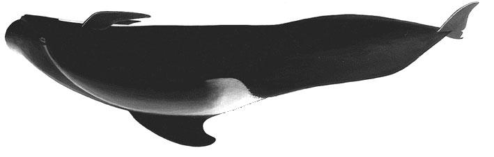 SHW Globicephala melas (Traill, 1809) En - Long-finned pilot whale; Fr - Globicéphale commun; Sp - Calderón común. Adult females to 5.7 m, males to 6.7 m long.head globose, flippers extremely long.