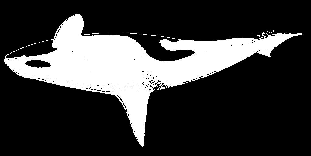 2048 Marine Mammals Lagenodelphis hosei Fraser, 1956 En - Fraser s dolphin; Fr - Dauphin de Fraser; Sp - Delfín de Fraser. Adults to 2.7 m long. Body is stocky with small appendages; beak short.