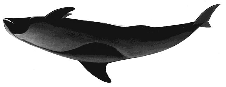 behind each eye; a light grey saddle located behind the dorsal fin; rest of the body black.