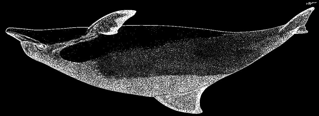 Cetacea 2049 Pseudorca crassidens (Owen, 1846) En - False killer whale; Fr - Faux-orque; Sp - Orca falsa. Adult females to 5 m, males to 6 m long.