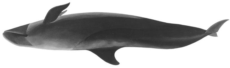 Commonly travel in groups of 10 to 60 in deep, offshore waters. IUCN Status: Data deficient. FAW Sotalia fluviatilis (Gervais, 1853) En - Tucuxi; Fr - Sotalia; Sp - Bufeo negro. Adults to 2.1 m long.