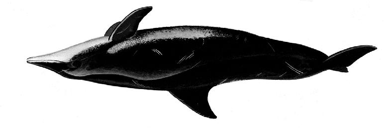 Cetacea 2051 Stenella longirostris (Gray, 1828) En - Spinner dolphin; Fr - Dauphin longirostre; Sp - Estenela giradora. Adult females to 2 m, males to 2.4 m long.