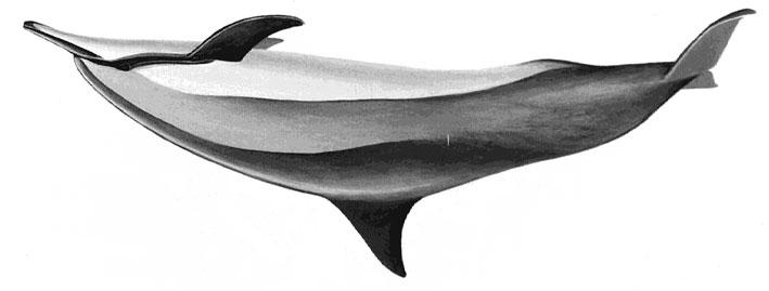 Coloration in 3 parts: dark grey cape, light grey sides, and a white belly; usually with dark stripes extending from eye to flipper; usually dark lips and beak tip.