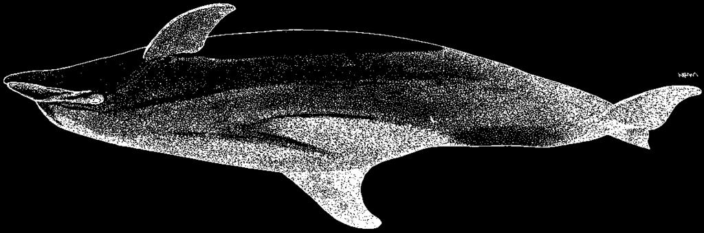 DSI Steno bredanensis (Lesson, 1828) En - Roughtoothed dolphin; Fr - Sténo; Sp - Esteno. Adults to 2.8 m long. Body relatively robust with a conical head and no demarcation between melon and snout.