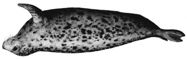 2052 Marine Mammals Trichechus manatus Linnaeus, 1758 Order SIRENIA TRICHECHIDAE En - West Indian manatee; Fr - Lamantin des Caraibes;