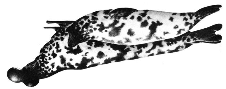 Carnivora 2053 Cystophora cristata (Erxleben, 1777) En - Hooded seal; Fr - Phoque à crête; Sp - Foca capuchina. Adults to 2.6 m long. Body robust, sexually dimorphic.
