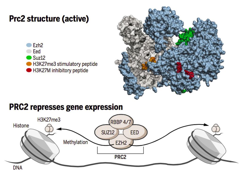 of EZH2. Crystal structures of human EZH2 isolated from the PRC2 complex were previously solved10, 11, but both substrate and cofactor binding sites were impaired in this incomplete structure.