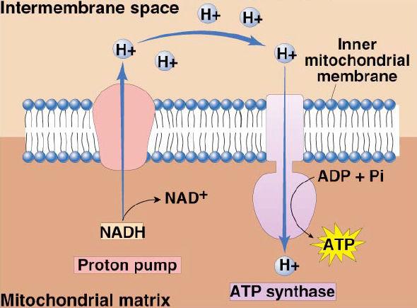 concentration gradient provides energy for ATP synthesis o molecular power generator!