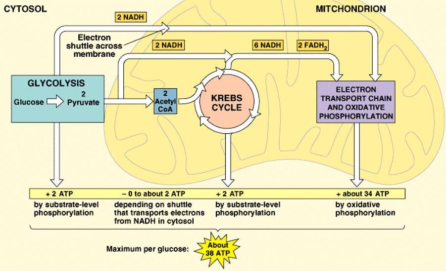 Cellular respiration Summary of cellular respiration Where did the glucose come from? Where did the O 2 come from? Where did the CO 2 come from? Where did the H 2 O come from?