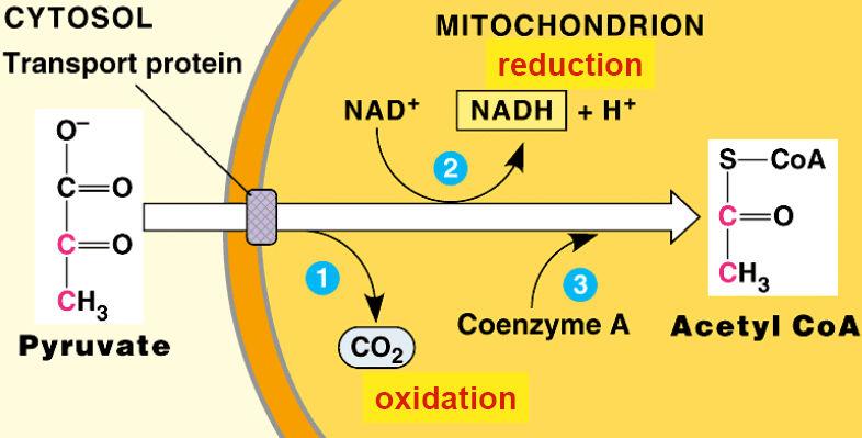 Pyruvate oxidized to Acetyl CoA Yield = 2C sugar + CO 2 + NADH Krebs cycle Aka Citric Acid Cycle o in mitochondrial matrix o 8 step pathway each catalyzed by specific enzyme step-wise catabolism of