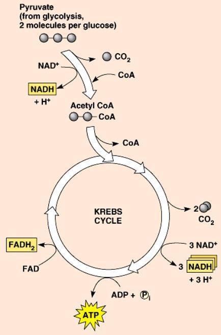 So why is the Citric Acid Cycle so great?