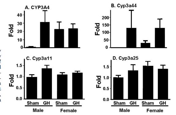 CYP3A4 Transgenic Mice Effect of Continuous GH Dosing CYP3A4 suppressed by pulsatile GH secretion (male