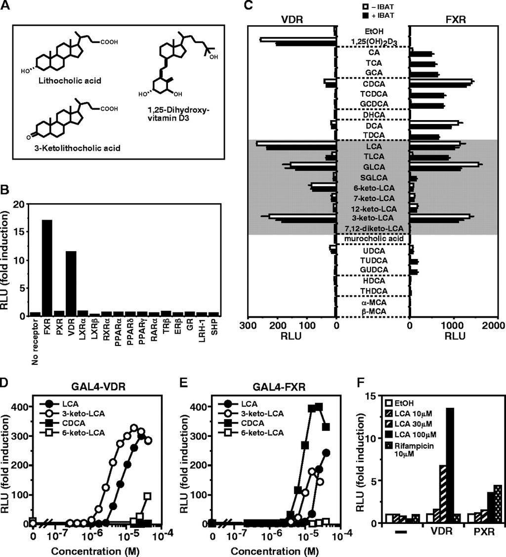 Keto Bile Acids Activate VDR and CYP3A4 Expression Some keto-bile acids may also be important and variable regulators of intestinal and