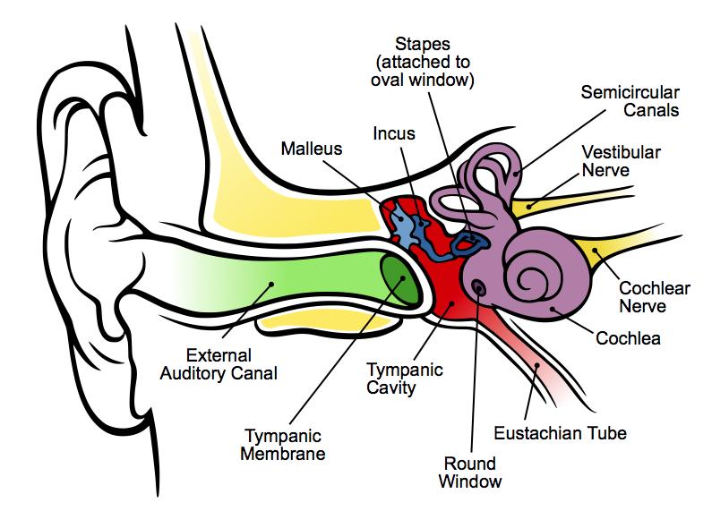 Anatomy of the Ear Source: Wikimedia Commons, http://upload.wikimedia.
