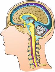 The brain has the consistency of gelatin. It floats inside the skull in a special fluid called cerebrospinal fluid also known as CSF spinal fluid or CSF.
