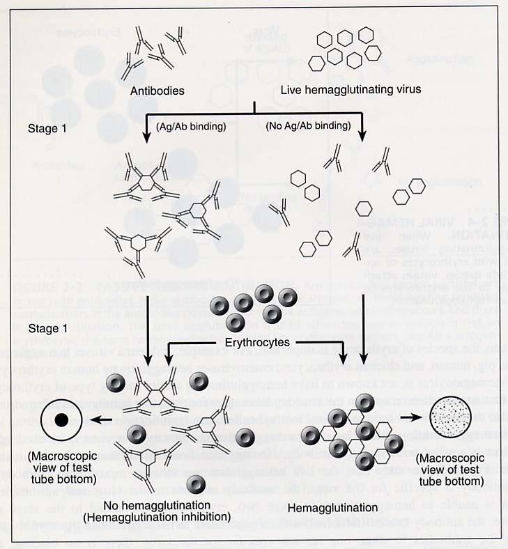 The experimental method for flu virus antigenicity analysis: Hemagglutination