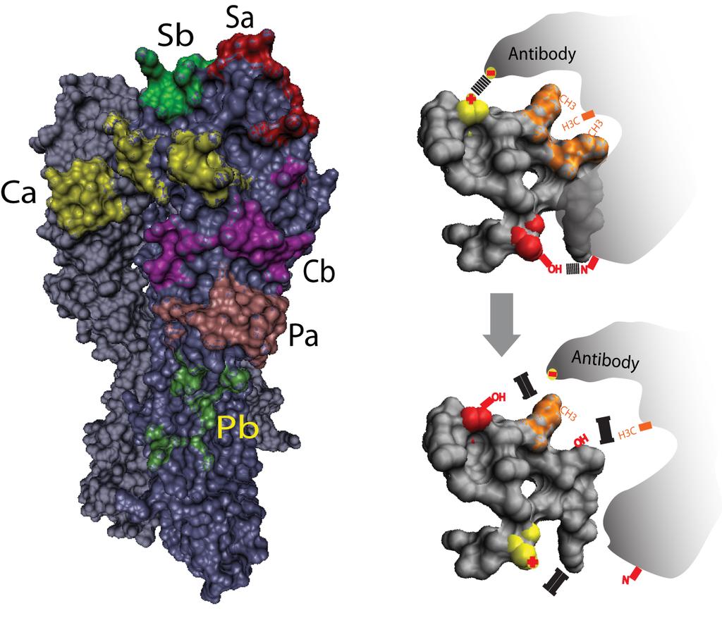 EADpred: Epitope-based Antigenic Distance Prediction Antigenic epitopes as basic structural
