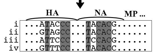 Compute the cooccurring nucleotide pairs Step 3.