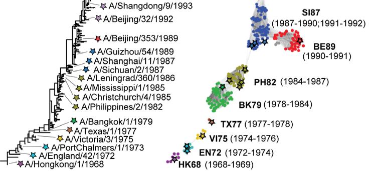 ~1100 influenza A (H3N2) viruses isolated between 1968 and 2009.