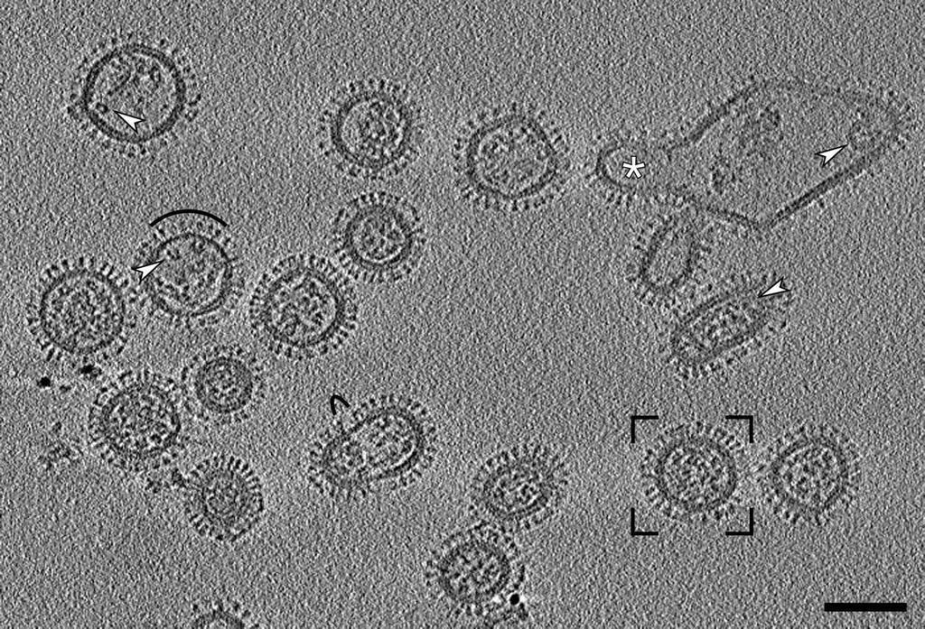 What does a flu virus look like? Harris et al (2006).