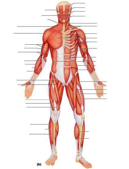 Muscles of the Body Anterior Overview 1.2.5 - Identify the location of skeletal muscles in various regions of the body.