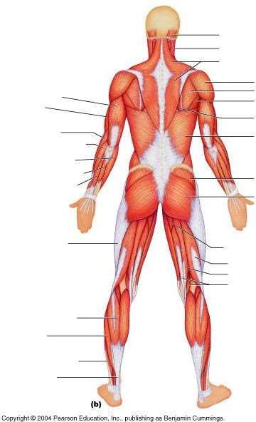 Muscles of the Body Posterior Overview 1.2.5 - Identify the location of skeletal muscles in various regions of the body.