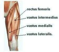 Muscles of the Body Quadriceps and Hamstring 1.2.
